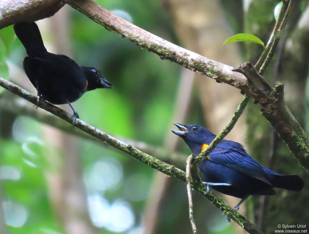 Golden-sided Euphonia male adult