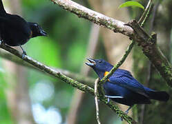 Golden-sided Euphonia