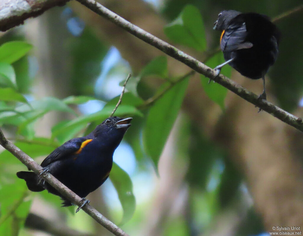 Golden-sided Euphonia male adult