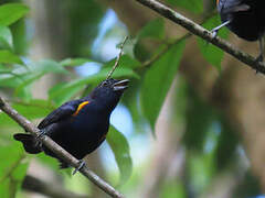 Golden-sided Euphonia