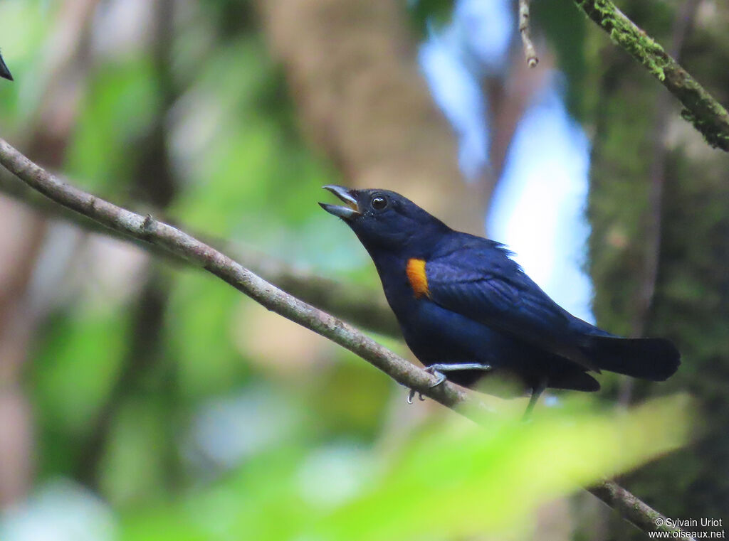 Golden-sided Euphonia male adult