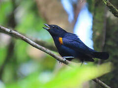 Golden-sided Euphonia