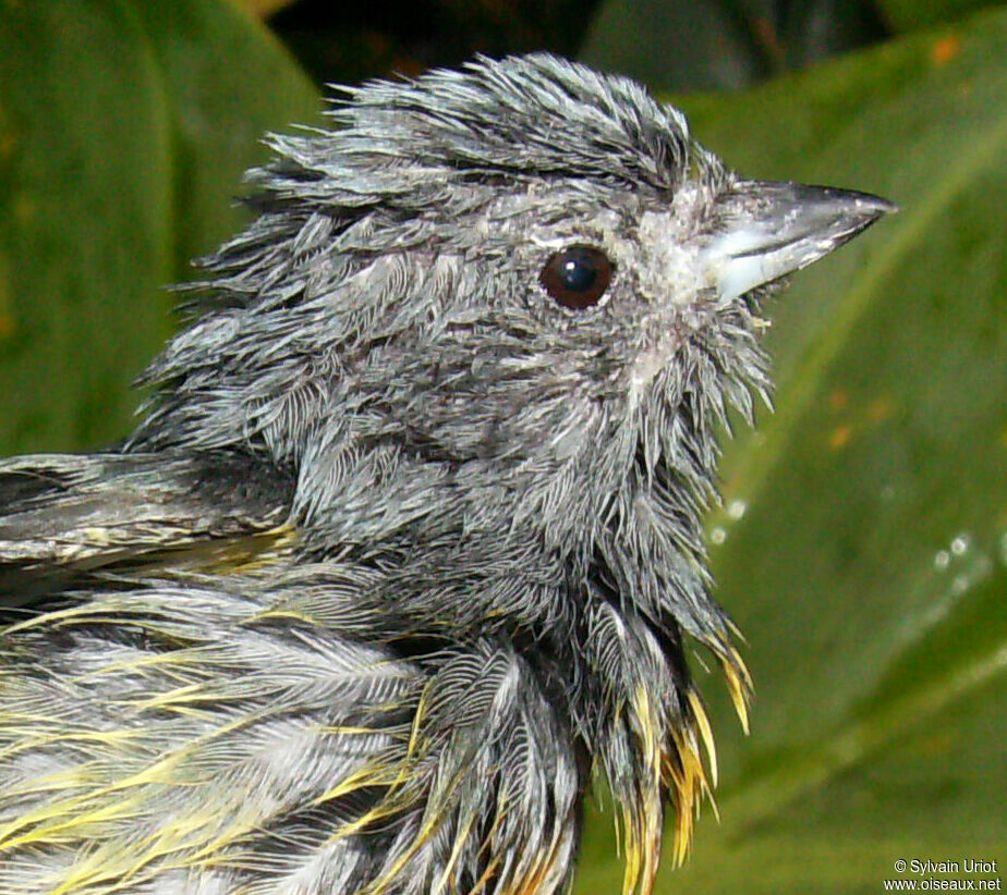 Plumbeous Euphonia male adult