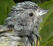 Plumbeous Euphonia