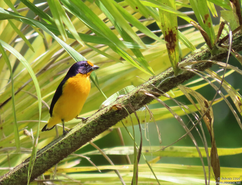 Violaceous Euphonia male adult