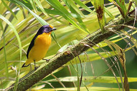 Violaceous Euphonia