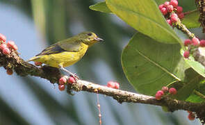 Violaceous Euphonia