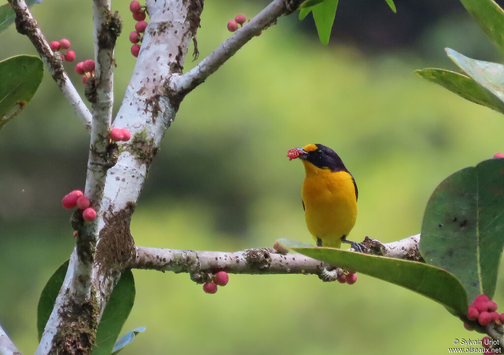 Violaceous Euphonia male adult