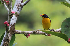 Violaceous Euphonia