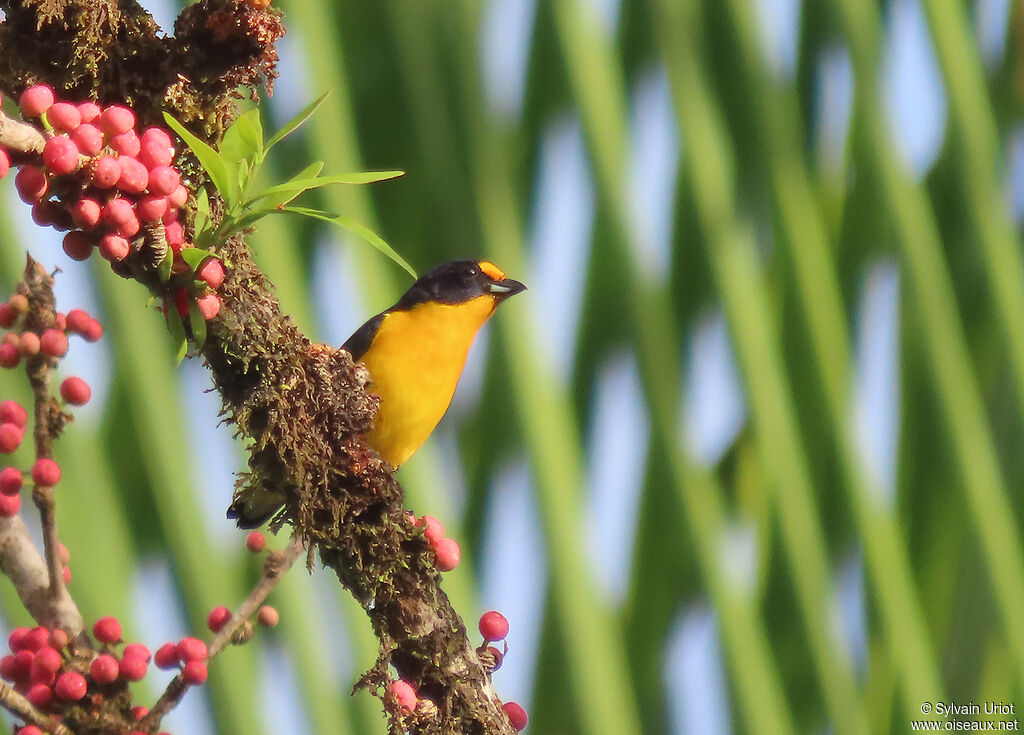 Violaceous Euphonia male adult