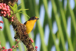 Violaceous Euphonia