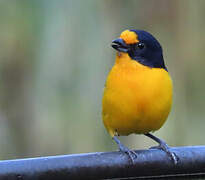 Violaceous Euphonia