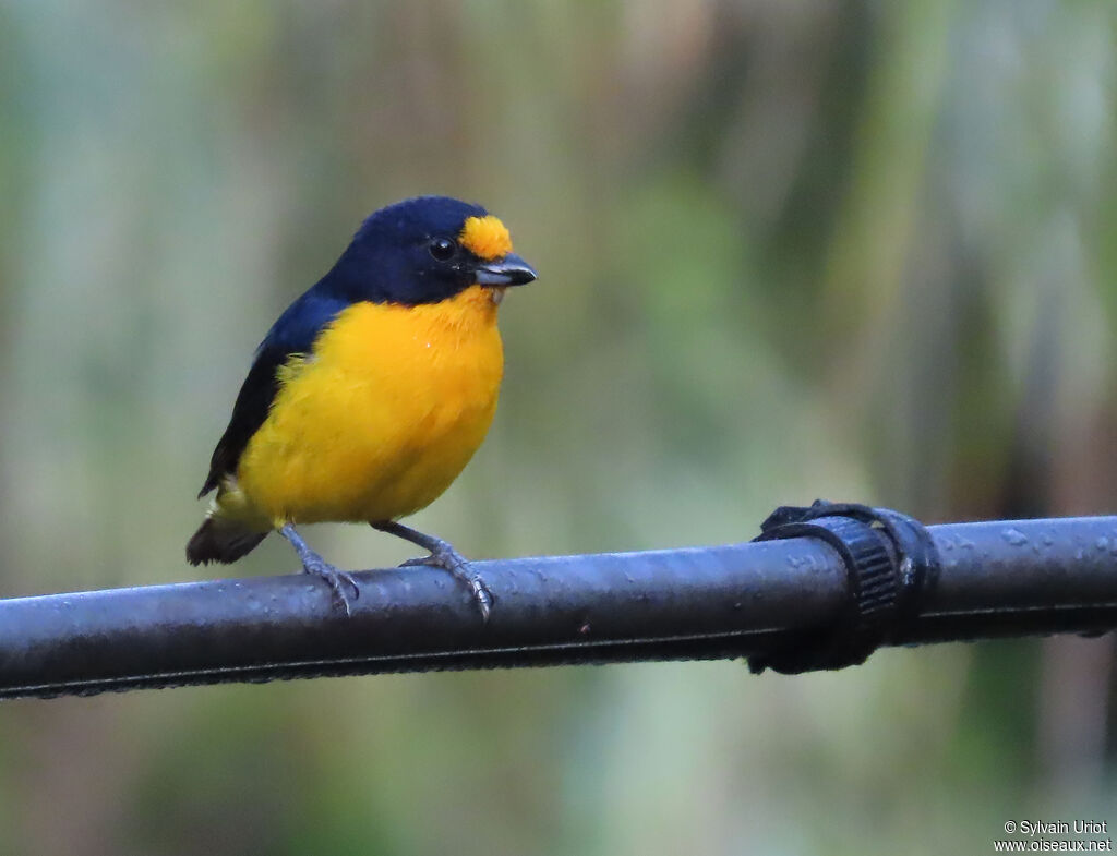 Violaceous Euphonia male adult