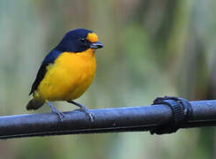Violaceous Euphonia