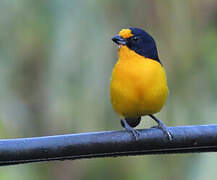 Violaceous Euphonia