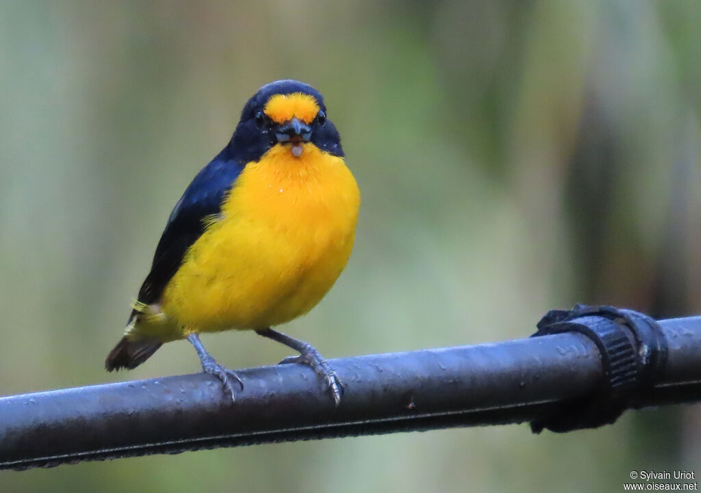 Violaceous Euphonia male adult