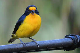 Violaceous Euphonia
