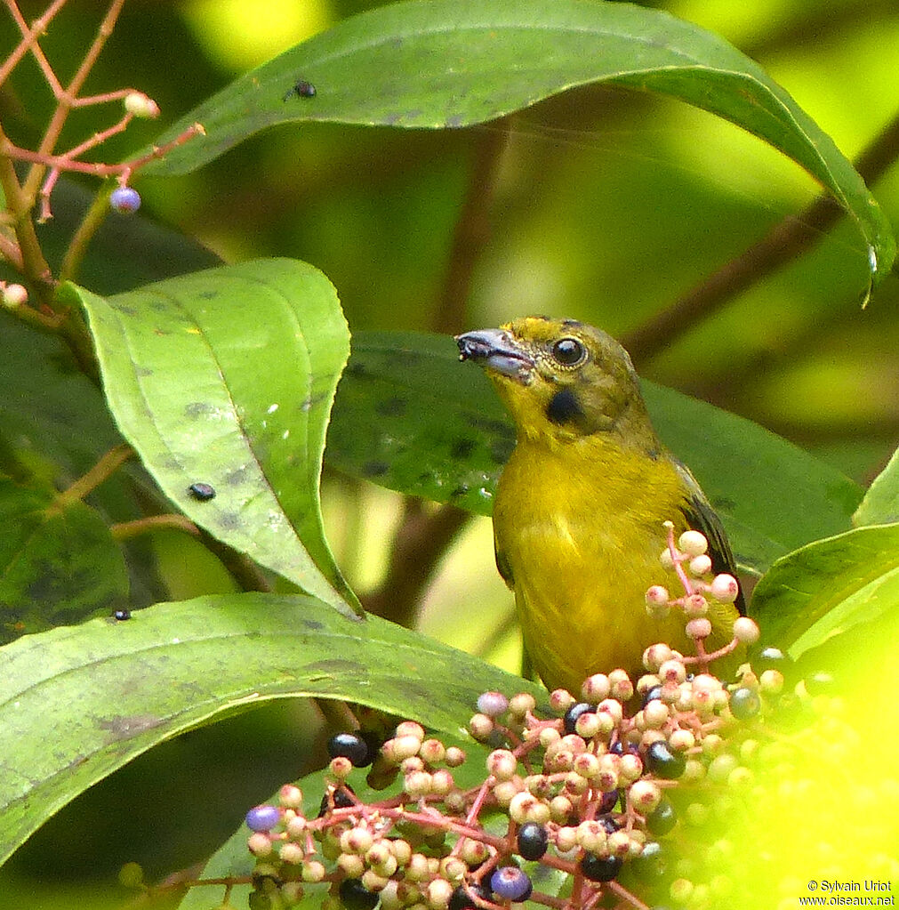 Violaceous Euphonia male immature