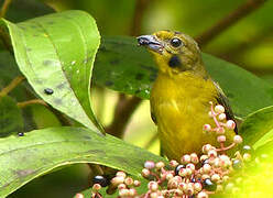 Violaceous Euphonia