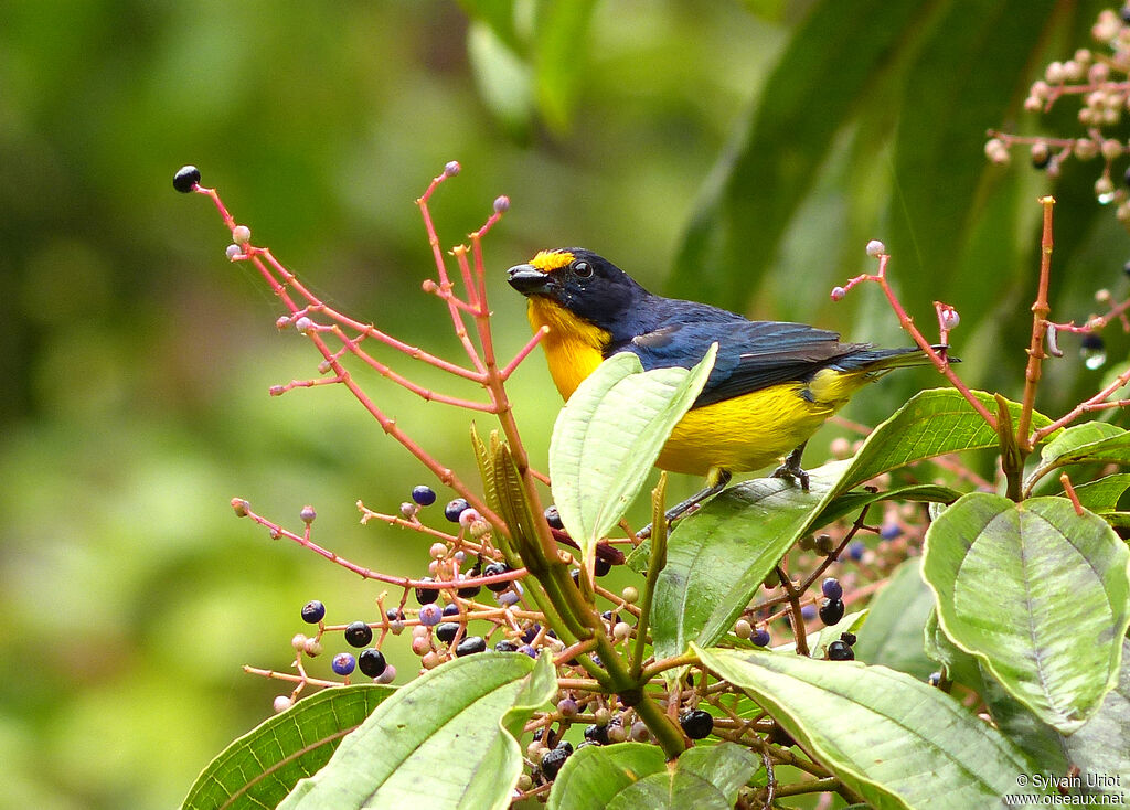 Violaceous Euphonia male adult