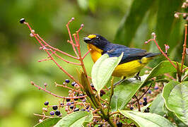 Violaceous Euphonia