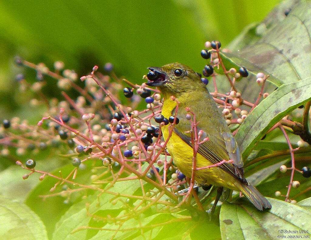 Violaceous Euphonia female adult