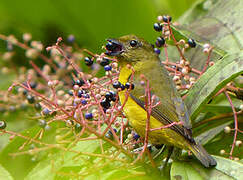 Violaceous Euphonia