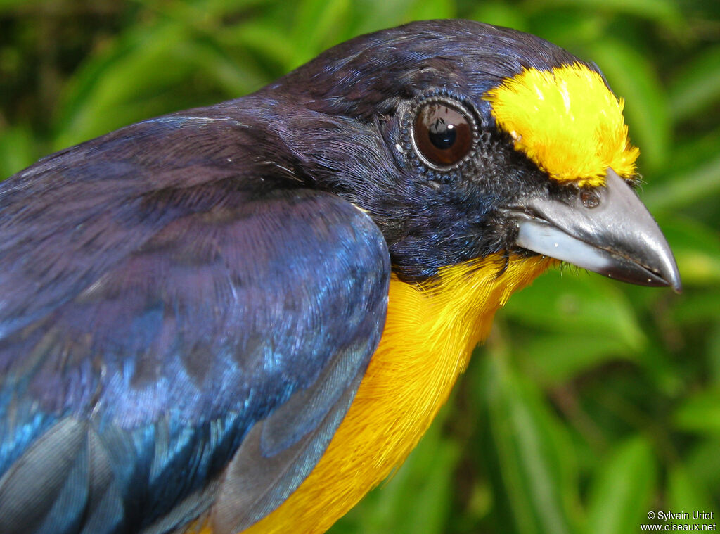 Violaceous Euphonia male adult