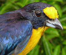 Violaceous Euphonia