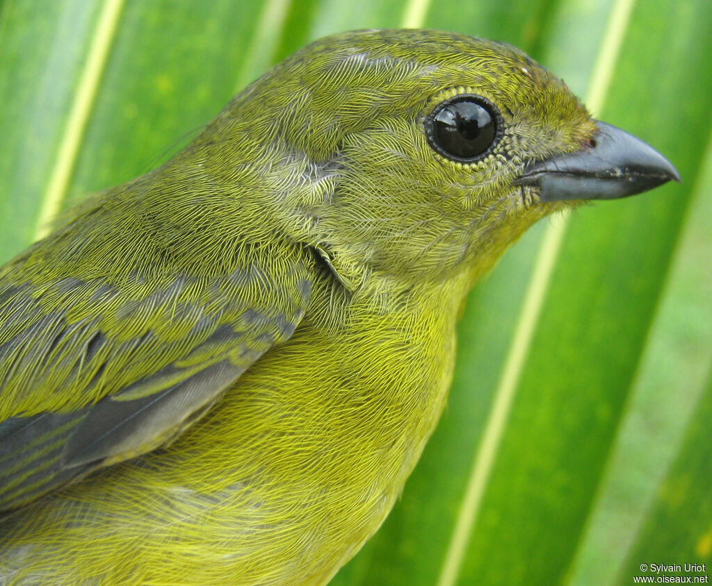 Violaceous Euphonia female adult