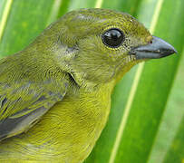 Violaceous Euphonia