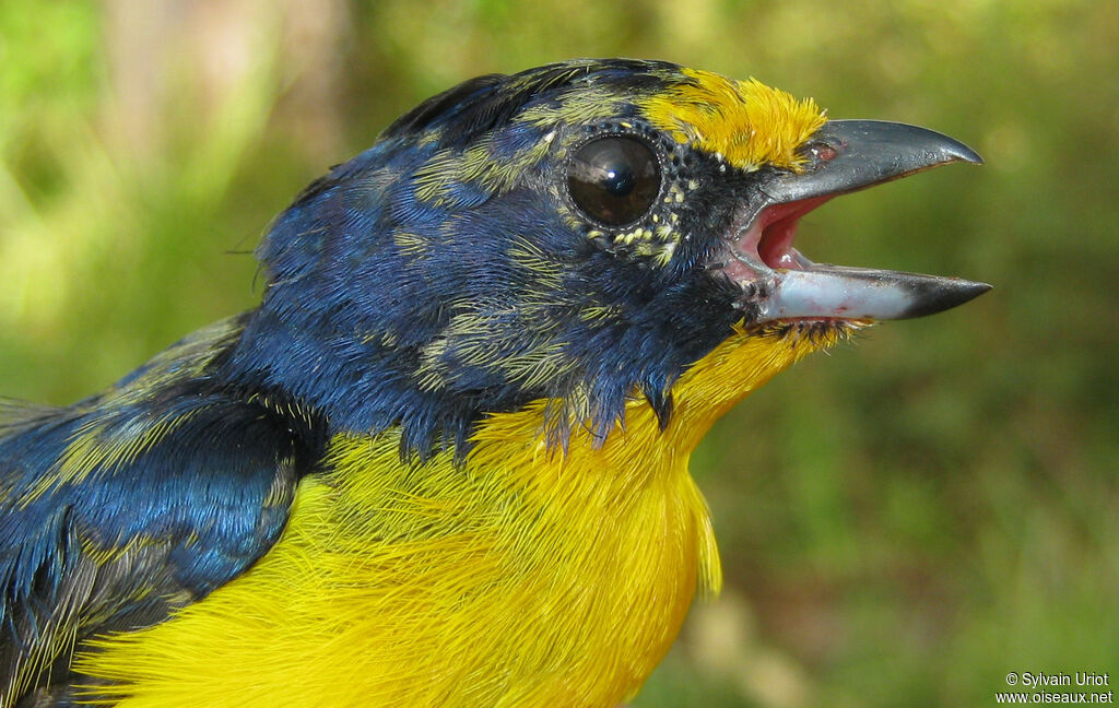 Violaceous Euphonia male immature