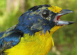 Violaceous Euphonia