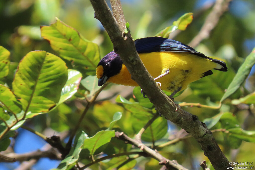 Violaceous Euphonia male adult