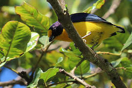 Violaceous Euphonia