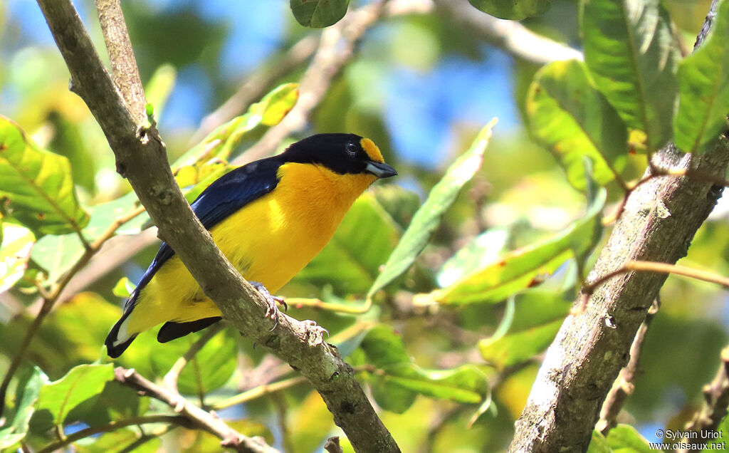 Violaceous Euphonia male adult