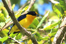 Violaceous Euphonia