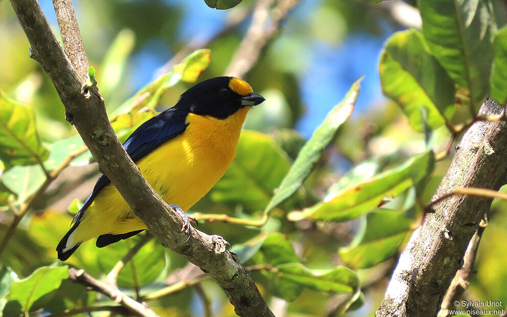 Violaceous Euphonia male adult