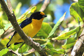 Violaceous Euphonia