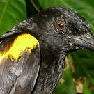 Oriole à épaulettes