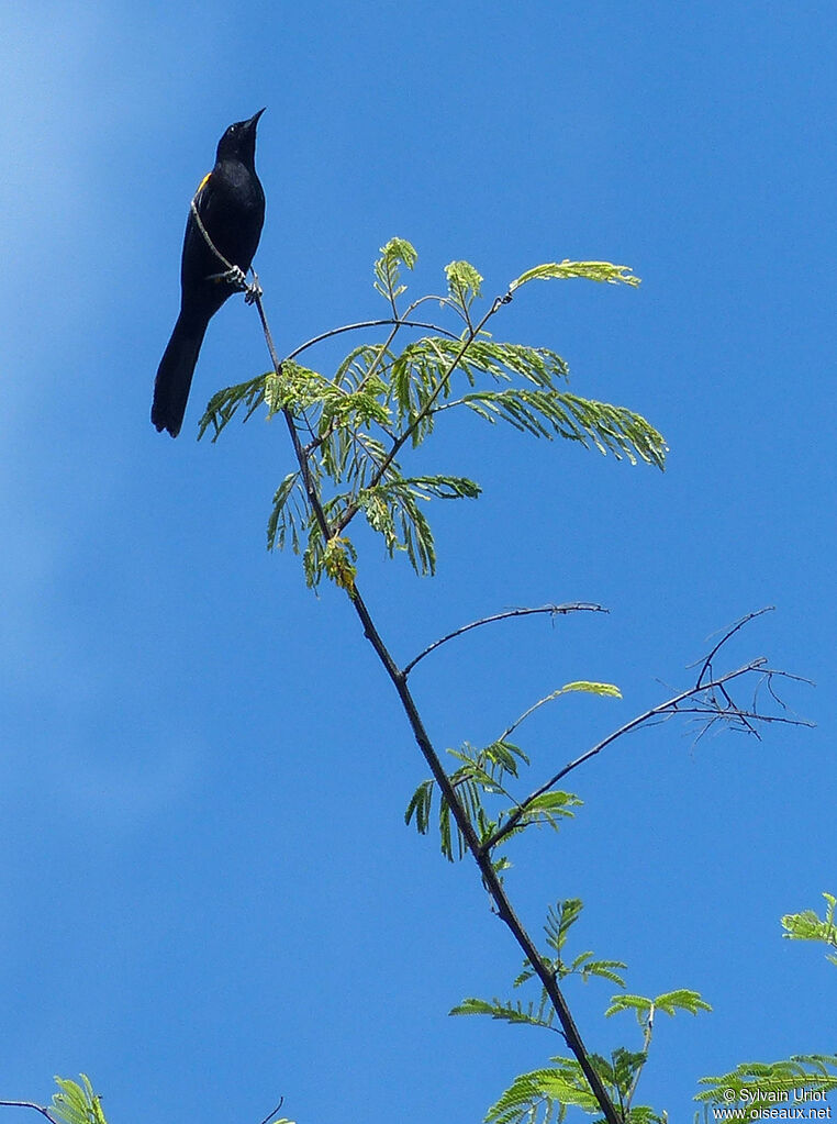 Oriole à épaulettesadulte