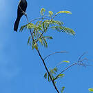 Oriole à épaulettes