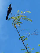 Oriole à épaulettes