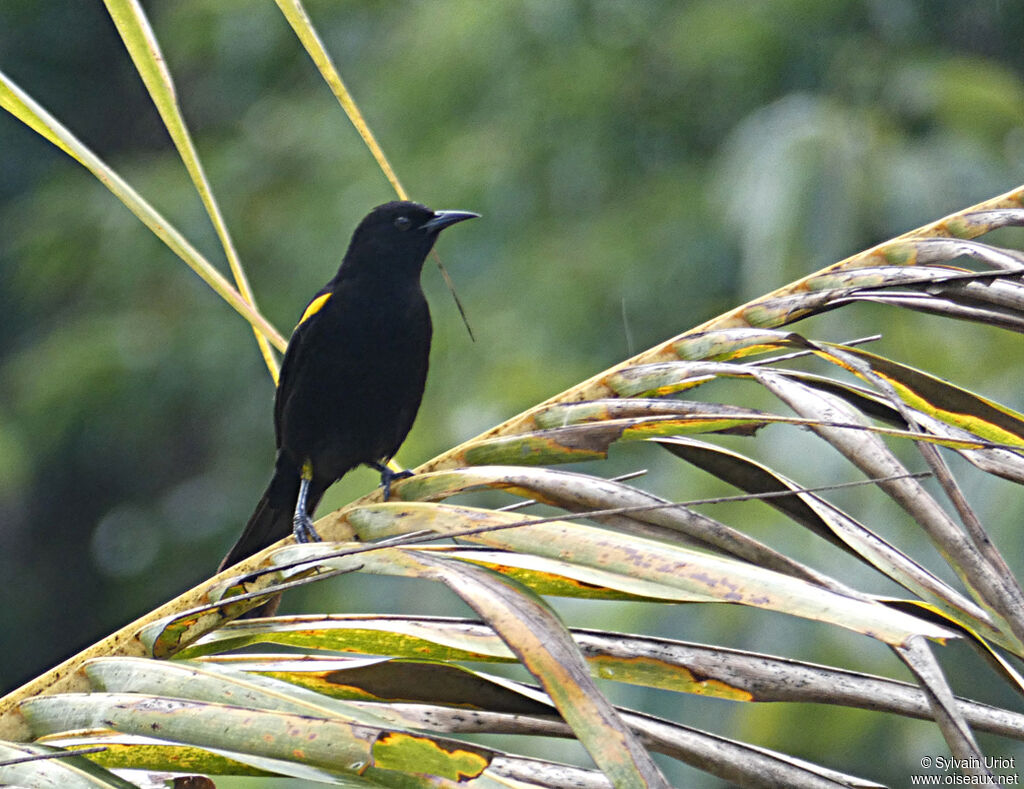 Oriole à épaulettesadulte