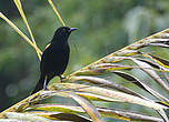 Oriole à épaulettes