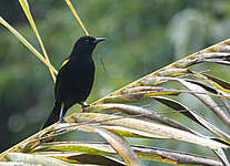 Oriole à épaulettes