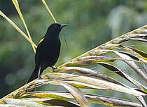 Oriole à épaulettes