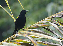 Epaulet Oriole