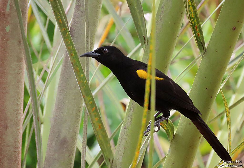 Oriole à épaulettesadulte