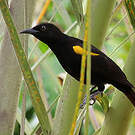 Oriole à épaulettes